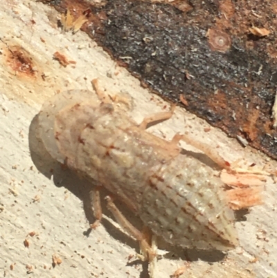 Ledromorpha planirostris (A leafhopper) at Boro, NSW - 3 Jan 2022 by mcleana