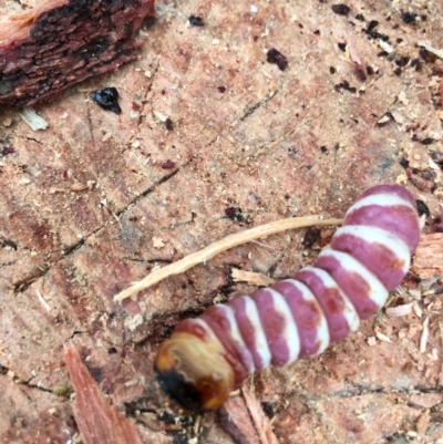 Endoxyla cinereus (Giant Wood Moth) at Boro, NSW - 12 Jan 2022 by mcleana