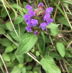 Prunella vulgaris (Self-heal, Heal All) at Lower Boro, NSW - 28 Dec 2021 by mcleana