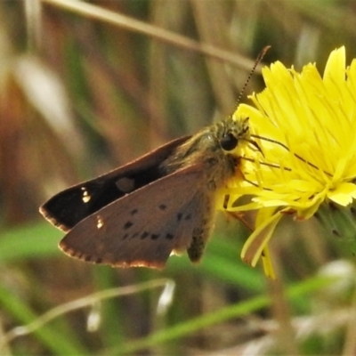 Timoconia flammeata (Bright Shield-skipper) at Strathnairn, ACT - 19 Jan 2022 by JohnBundock