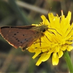 Timoconia flammeata at Strathnairn, ACT - 19 Jan 2022