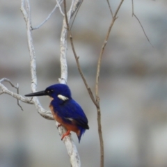 Ceyx azureus (Azure Kingfisher) at Mutarnee, QLD - 20 Sep 2019 by TerryS