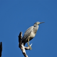 Egretta novaehollandiae (White-faced Heron) at Crystal Creek, QLD - 20 Sep 2019 by TerryS