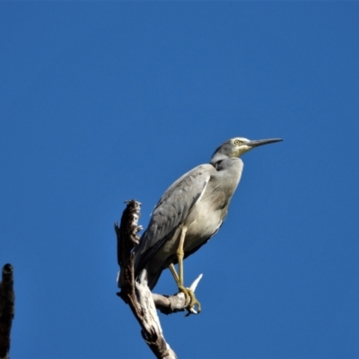 Egretta novaehollandiae (White-faced Heron) at Crystal Creek, QLD - 20 Sep 2019 by TerryS