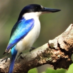 Todiramphus macleayii (Forest Kingfisher) at Mutarnee, QLD - 21 Sep 2019 by TerryS