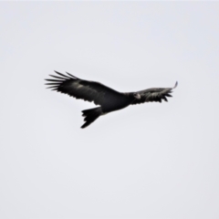 Aquila audax (Wedge-tailed Eagle) at Crystal Creek, QLD - 16 May 2015 by TerryS