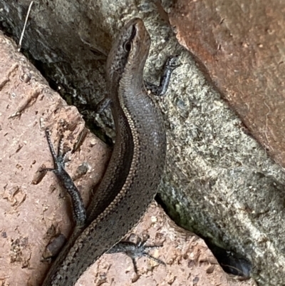 Lampropholis delicata (Delicate Skink) at Jerrabomberra, NSW - 19 Jan 2022 by SteveBorkowskis
