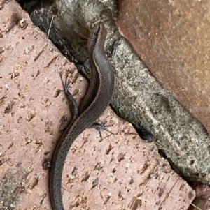 Lampropholis delicata at Jerrabomberra, NSW - 19 Jan 2022