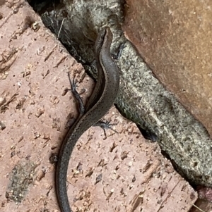 Lampropholis delicata at Jerrabomberra, NSW - 19 Jan 2022