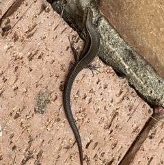 Lampropholis delicata at Jerrabomberra, NSW - 19 Jan 2022