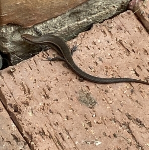 Lampropholis delicata at Jerrabomberra, NSW - 19 Jan 2022