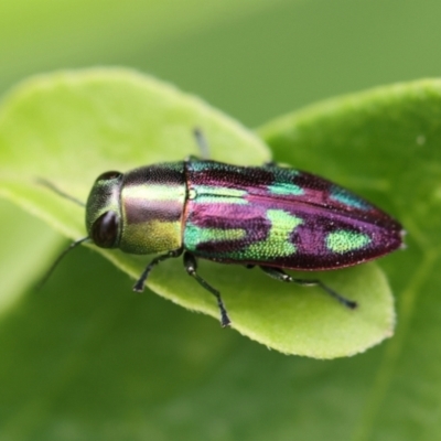 Melobasis purpurascens (A jewel beetle) at Monash, ACT - 19 Jan 2022 by debhart