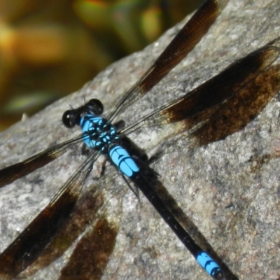 Diphlebia euphoeoides (Tropical Rockmaster) at Crystal Creek, QLD - 3 May 2014 by TerryS