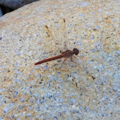 Unidentified Dragonfly (Anisoptera) at Crystal Creek, QLD - 20 Sep 2019 by TerryS