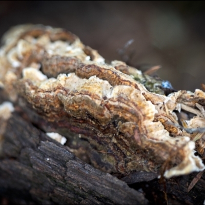 Trametes versicolor (Turkey Tail) at Holt, ACT - 19 Jan 2022 by Margo