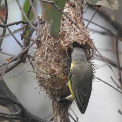 Gerygone olivacea (White-throated Gerygone) at Kambah, ACT - 19 Jan 2022 by HelenCross