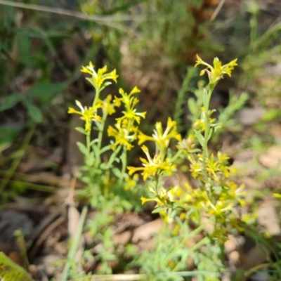 Pimelea curviflora (Curved Rice-flower) at Jerrabomberra, ACT - 19 Jan 2022 by Mike