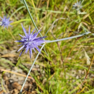 Eryngium ovinum (Blue Devil) at Jerrabomberra, ACT - 19 Jan 2022 by Mike