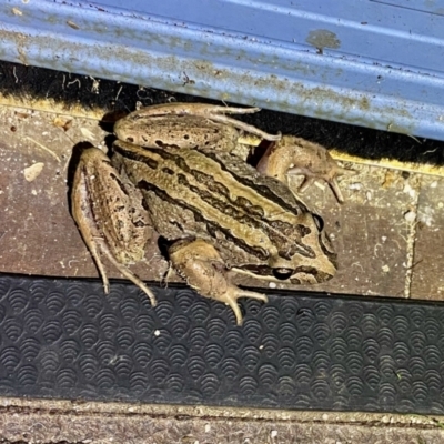 Limnodynastes peronii (Brown-striped Frog) at Moruya, NSW - 8 Jan 2022 by LisaH