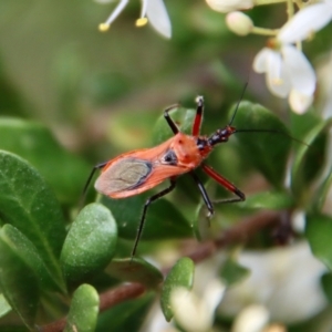 Gminatus australis at Deakin, ACT - 19 Jan 2022