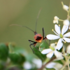 Gminatus australis at Deakin, ACT - 19 Jan 2022