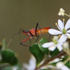 Gminatus australis at Deakin, ACT - 19 Jan 2022 03:59 PM