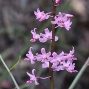 Dipodium roseum at Mongarlowe, NSW - 18 Jan 2022