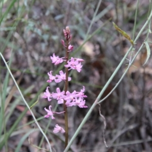 Dipodium roseum at Mongarlowe, NSW - 18 Jan 2022