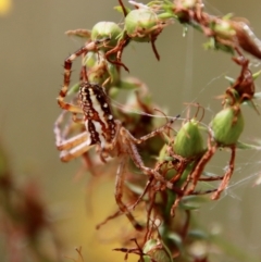 Plebs bradleyi (Enamelled spider) at Hughes, ACT - 19 Jan 2022 by LisaH