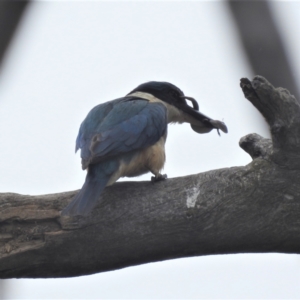 Todiramphus sanctus at Kambah, ACT - 19 Jan 2022