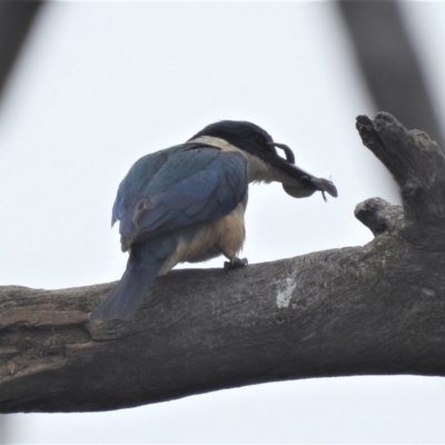 Todiramphus sanctus (Sacred Kingfisher) at Kambah, ACT - 19 Jan 2022 by HelenCross