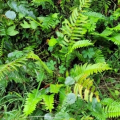 Pellaea falcata (Sickle Fern) at Berry, NSW - 19 Jan 2022 by trevorpreston