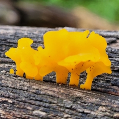 Unidentified Jelly-like; smooth, featureless surface at Berry, NSW - 19 Jan 2022 by trevorpreston