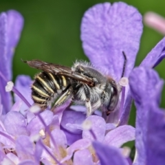 Pseudoanthidium (Immanthidium) repetitum (African carder bee) at Weston, ACT - 18 Jan 2022 by Kenp12