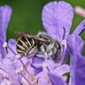 Pseudoanthidium (Immanthidium) repetitum at Weston, ACT - 18 Jan 2022