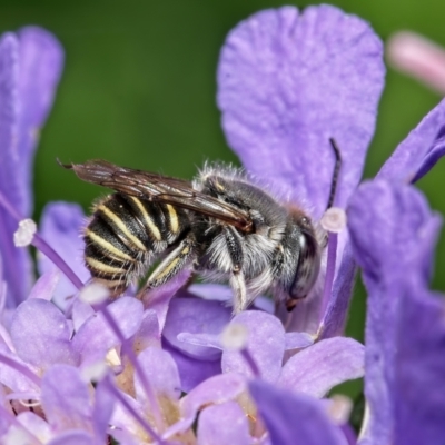 Pseudoanthidium (Immanthidium) repetitum (African carder bee) at Weston, ACT - 18 Jan 2022 by Kenp12