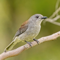 Colluricincla harmonica (Grey Shrikethrush) at Stromlo, ACT - 17 Jan 2022 by Kenp12