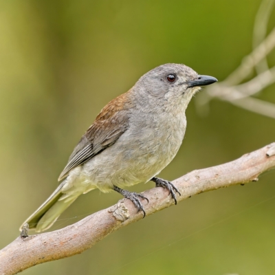 Colluricincla harmonica (Grey Shrikethrush) at Stromlo, ACT - 17 Jan 2022 by Kenp12