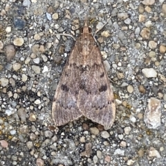 Uresiphita ornithopteralis (Tree Lucerne Moth) at Jerrabomberra, NSW - 19 Jan 2022 by Steve_Bok