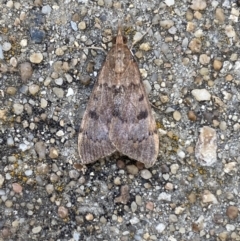 Uresiphita ornithopteralis at Jerrabomberra, NSW - suppressed