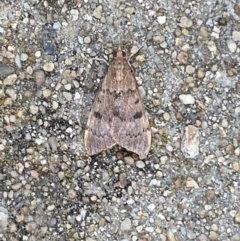 Uresiphita ornithopteralis at Jerrabomberra, NSW - 19 Jan 2022