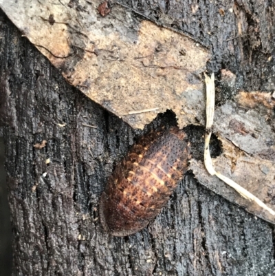 Laxta sp. (genus) (Bark cockroach) at Tallaganda State Forest - 15 Jan 2022 by Tapirlord