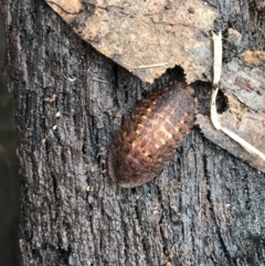 Laxta sp. (genus) at Harolds Cross, NSW - 15 Jan 2022 10:08 AM