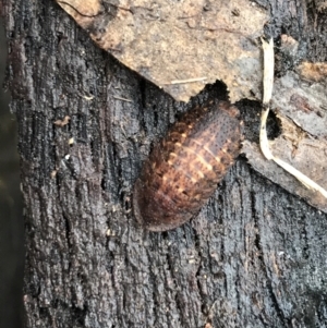 Laxta sp. (genus) at Harolds Cross, NSW - 15 Jan 2022 10:08 AM