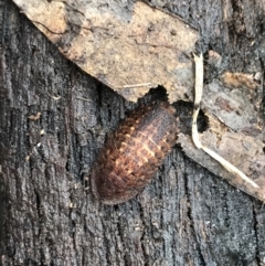 Laxta sp. (genus) at Harolds Cross, NSW - 15 Jan 2022 10:08 AM