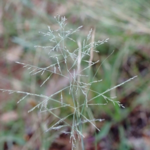 Eragrostis curvula at Yarralumla, ACT - 16 Jan 2022