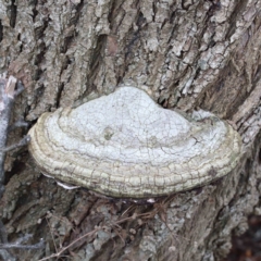 zz Polypore (shelf/hoof-like) at Lake Burley Griffin West - 16 Jan 2022 by ConBoekel