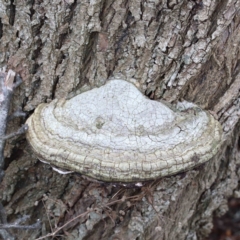 zz Polypore (shelf/hoof-like) at Yarralumla, ACT - 16 Jan 2022 by ConBoekel