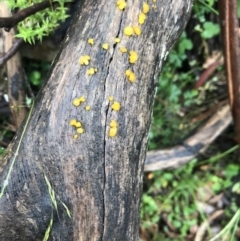 zz jelly-like puzzles at Harolds Cross, NSW - 15 Jan 2022