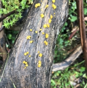 zz jelly-like puzzles at Harolds Cross, NSW - 15 Jan 2022